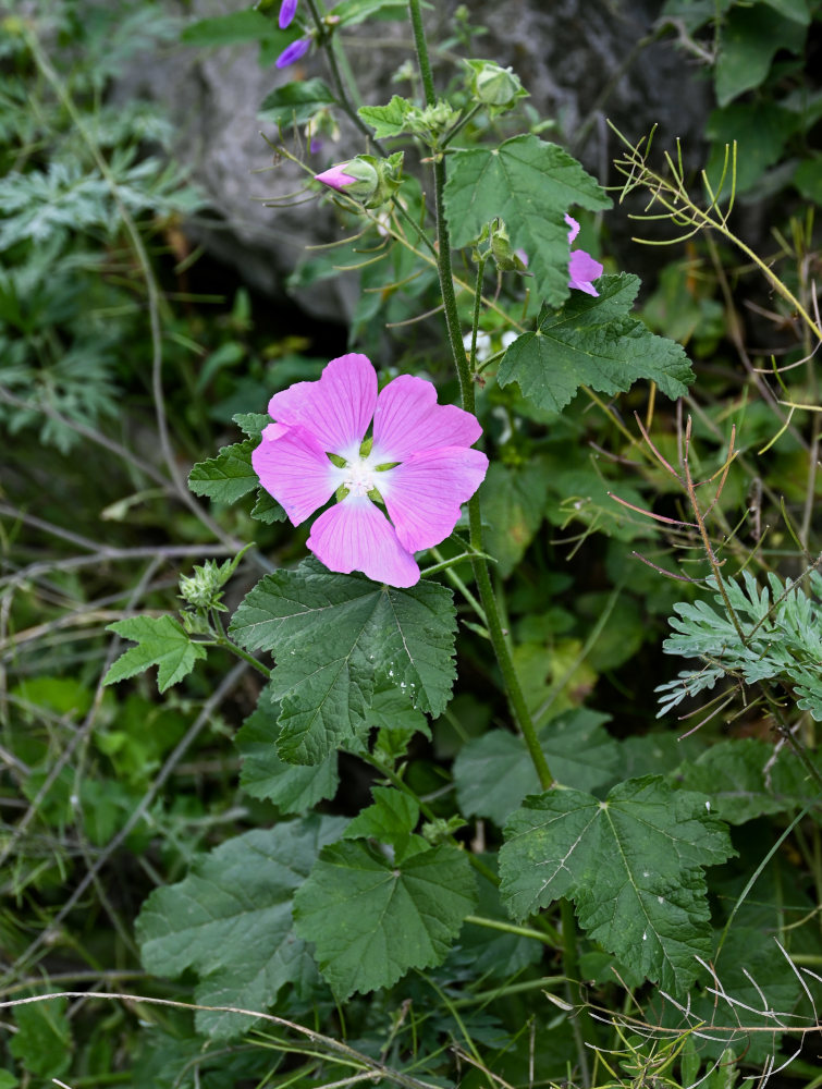 Image of Malva thuringiaca specimen.