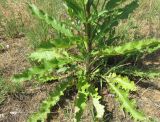 Verbascum banaticum