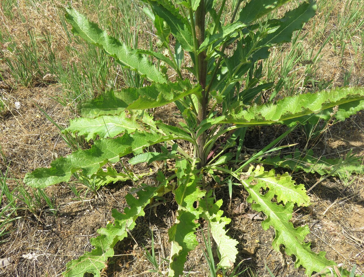 Изображение особи Verbascum banaticum.