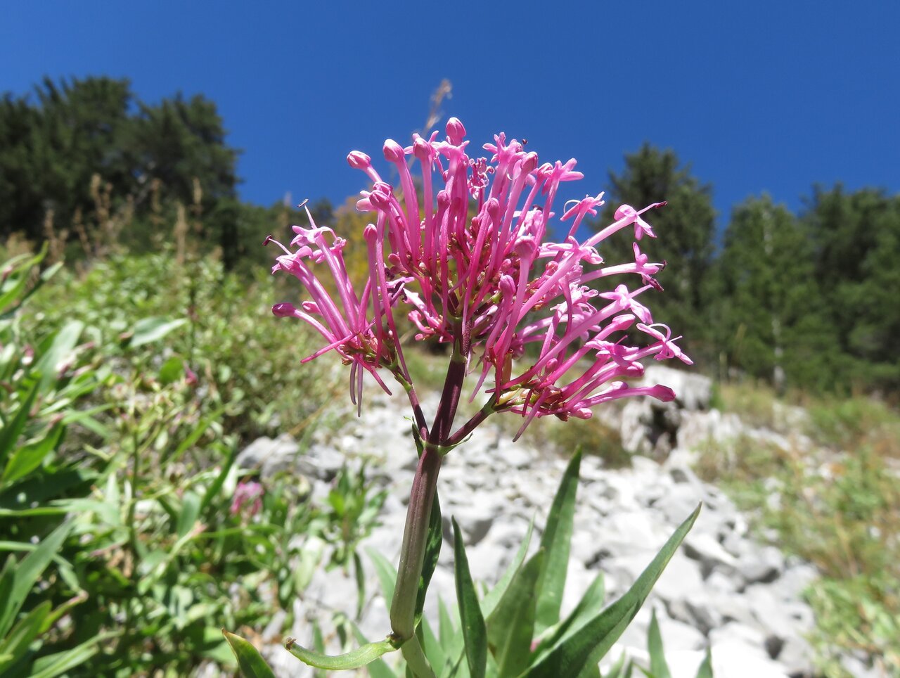 Image of Centranthus longiflorus ssp. kellereri specimen.