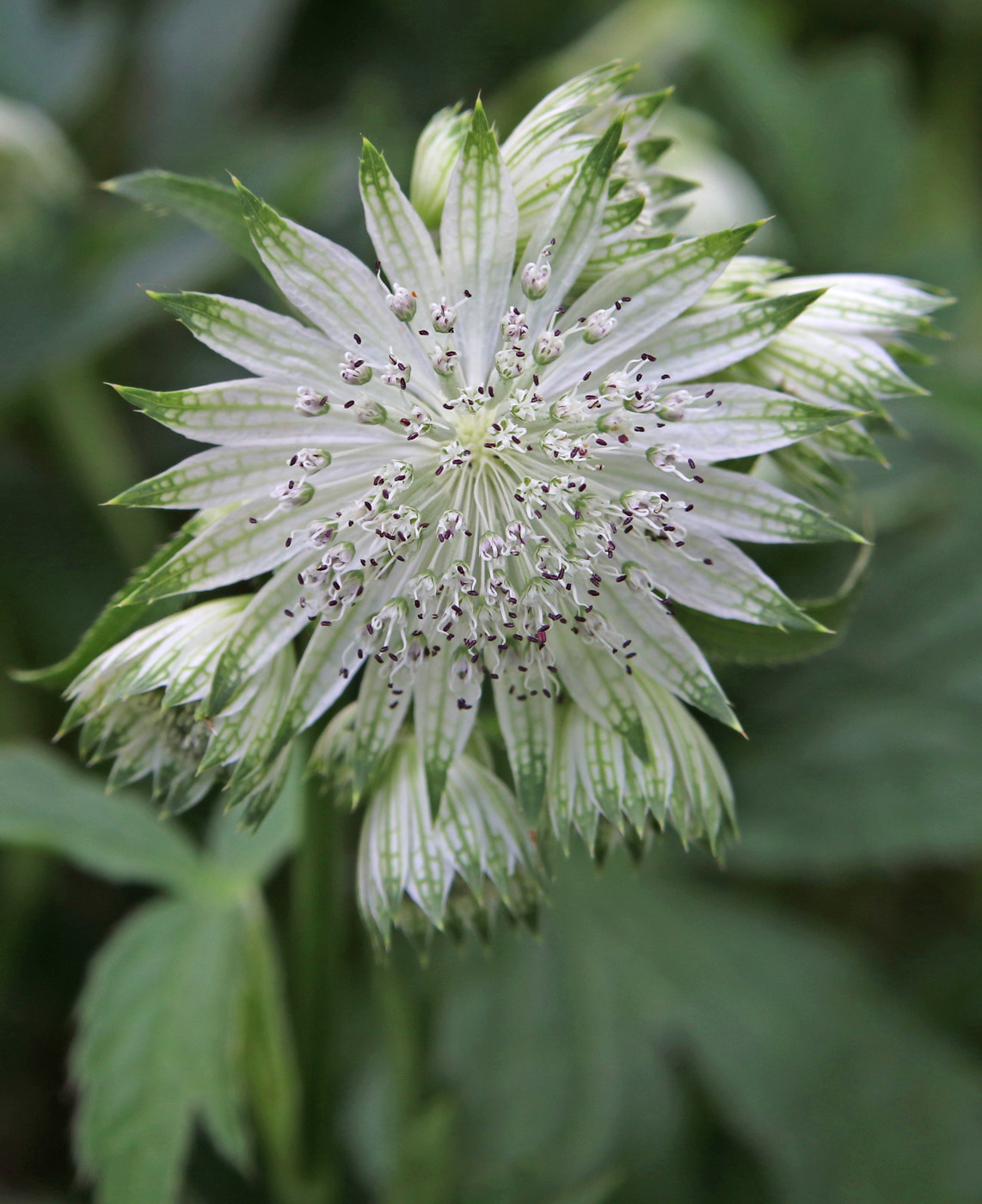 Изображение особи Astrantia major.