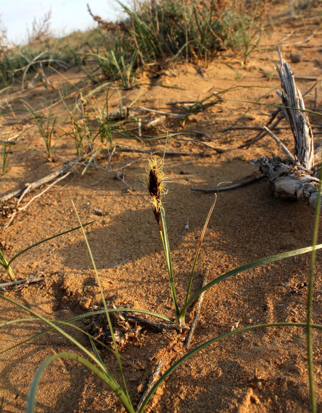 Image of Carex physodes specimen.