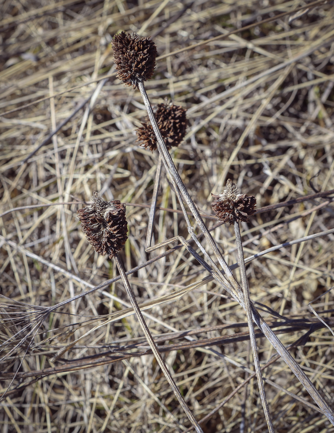 Image of Trifolium montanum specimen.
