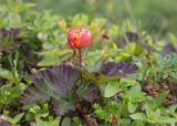 Rubus chamaemorus. Плодоносящее растение с созревающим плодом. Мурманская обл., окр. пос. Дальние Зеленцы, закустаренная дёренно-вороничная тундра. 03.08.2022.