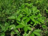 Potentilla chrysantha