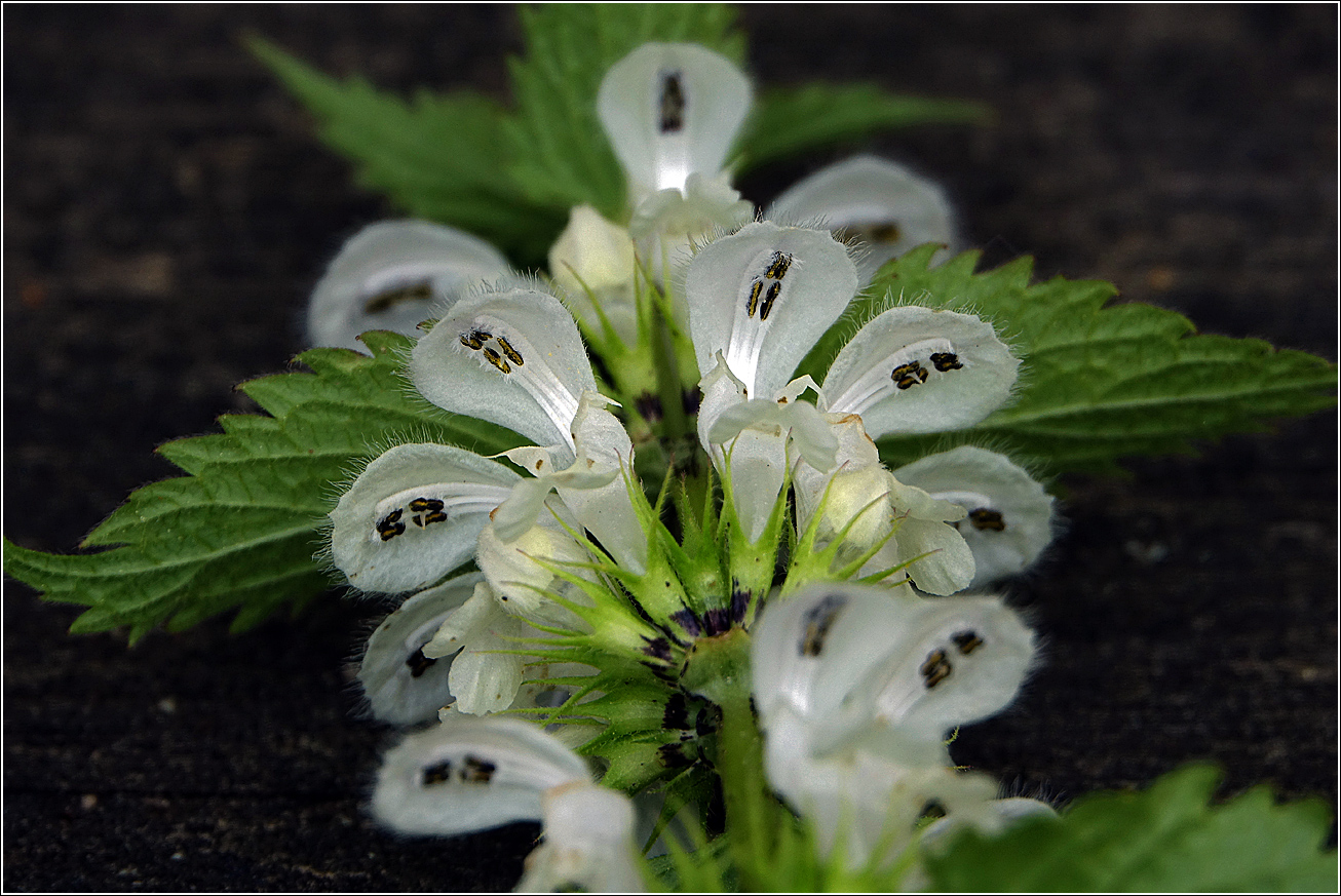 Image of Lamium album specimen.