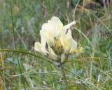 Astragalus resupinatus