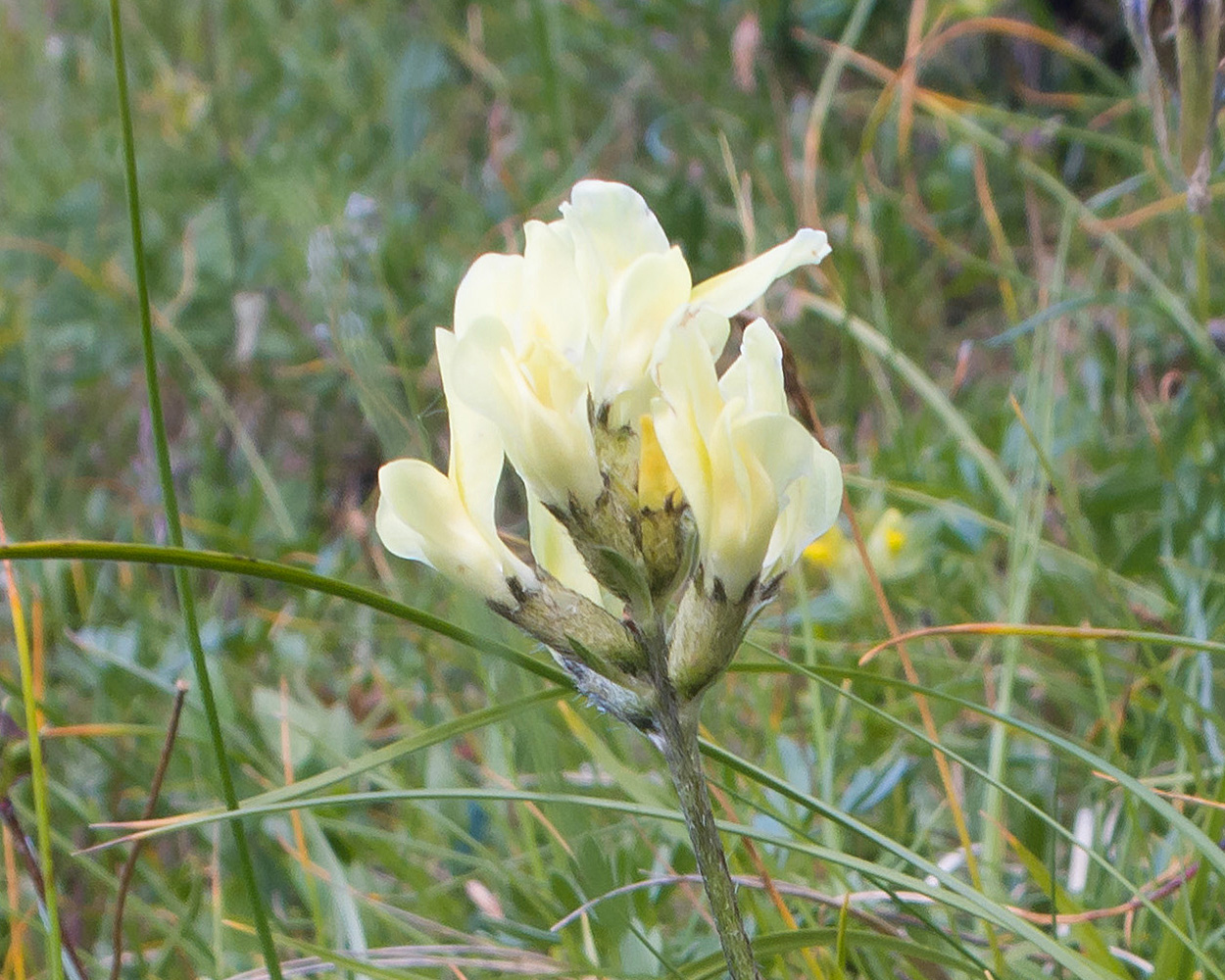 Image of Astragalus resupinatus specimen.