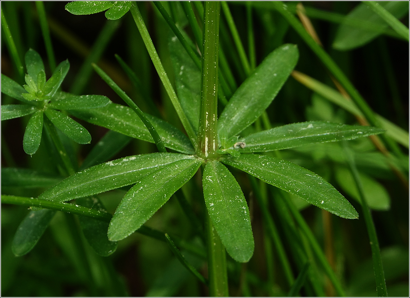 Изображение особи Galium mollugo.