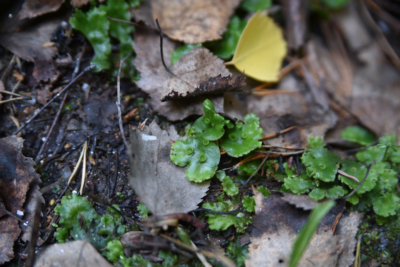 Изображение особи род Marchantia.
