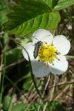 Fragaria orientalis