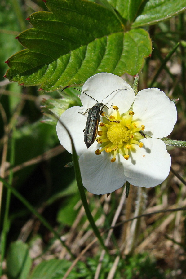 Изображение особи Fragaria orientalis.