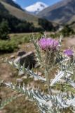 Cirsium cephalotes. Верхушка побега с соцветием. Кабардино-Балкария, Эльбрусский р-н, долина р. Ирик, у тропы. 20.08.2023.