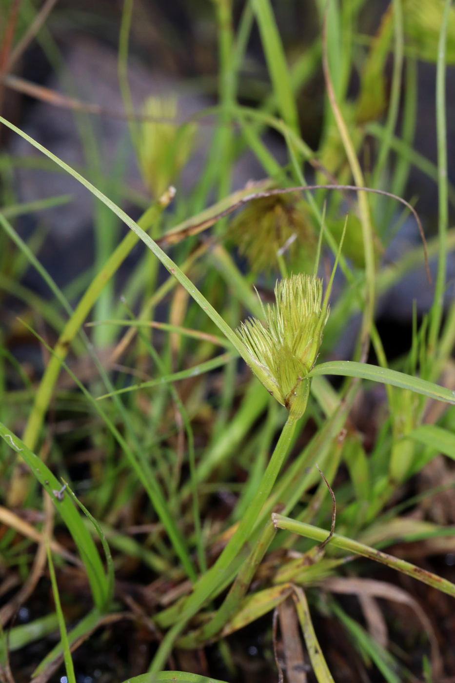 Image of Carex bohemica specimen.