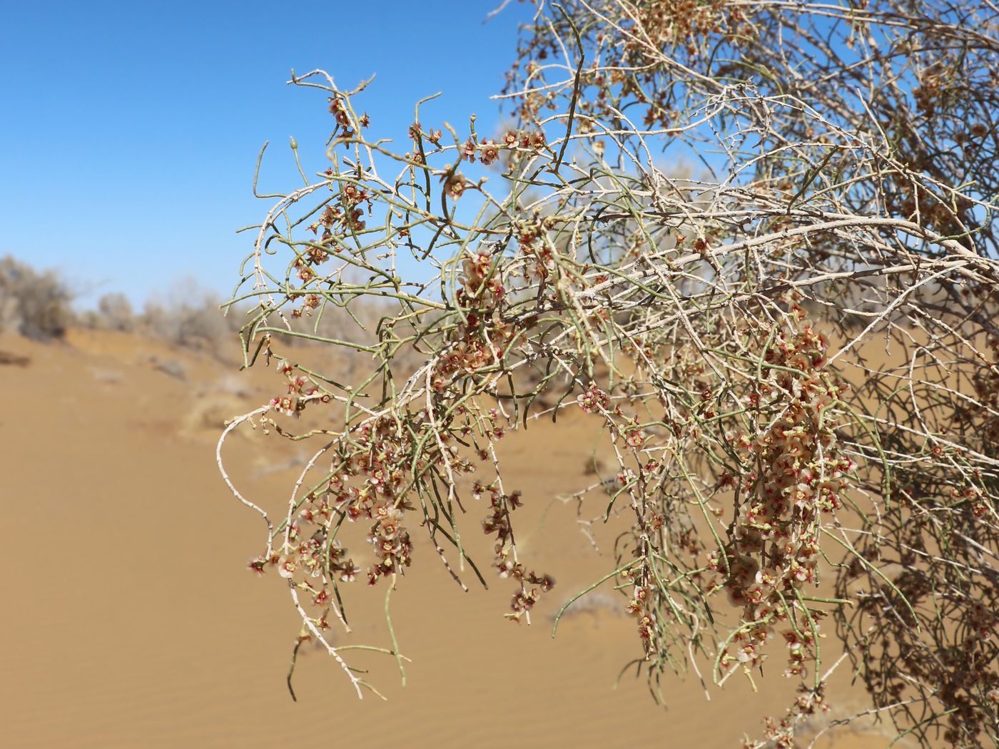 Image of Haloxylon persicum specimen.