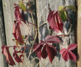 Parthenocissus quinquefolia