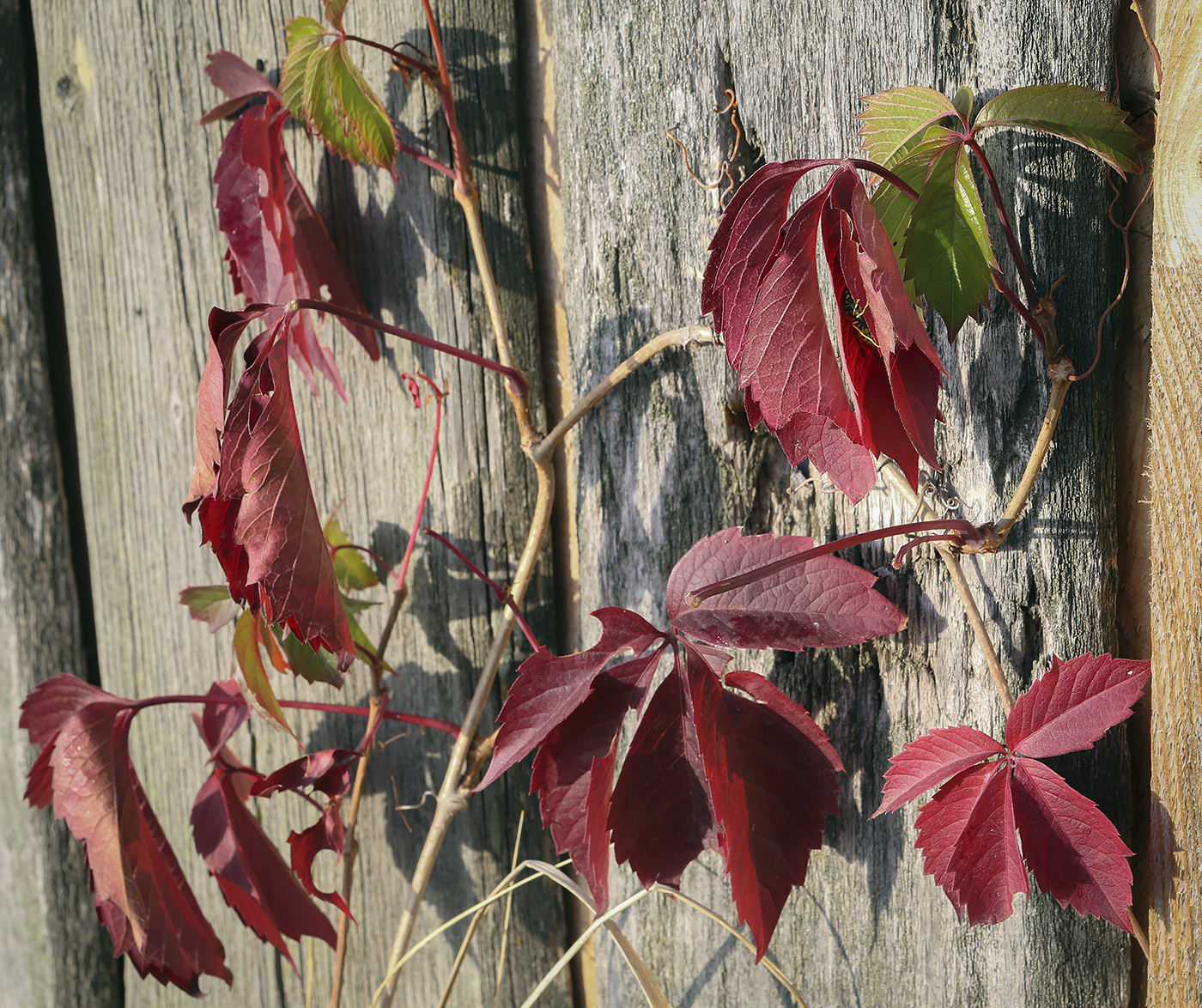 Image of Parthenocissus quinquefolia specimen.