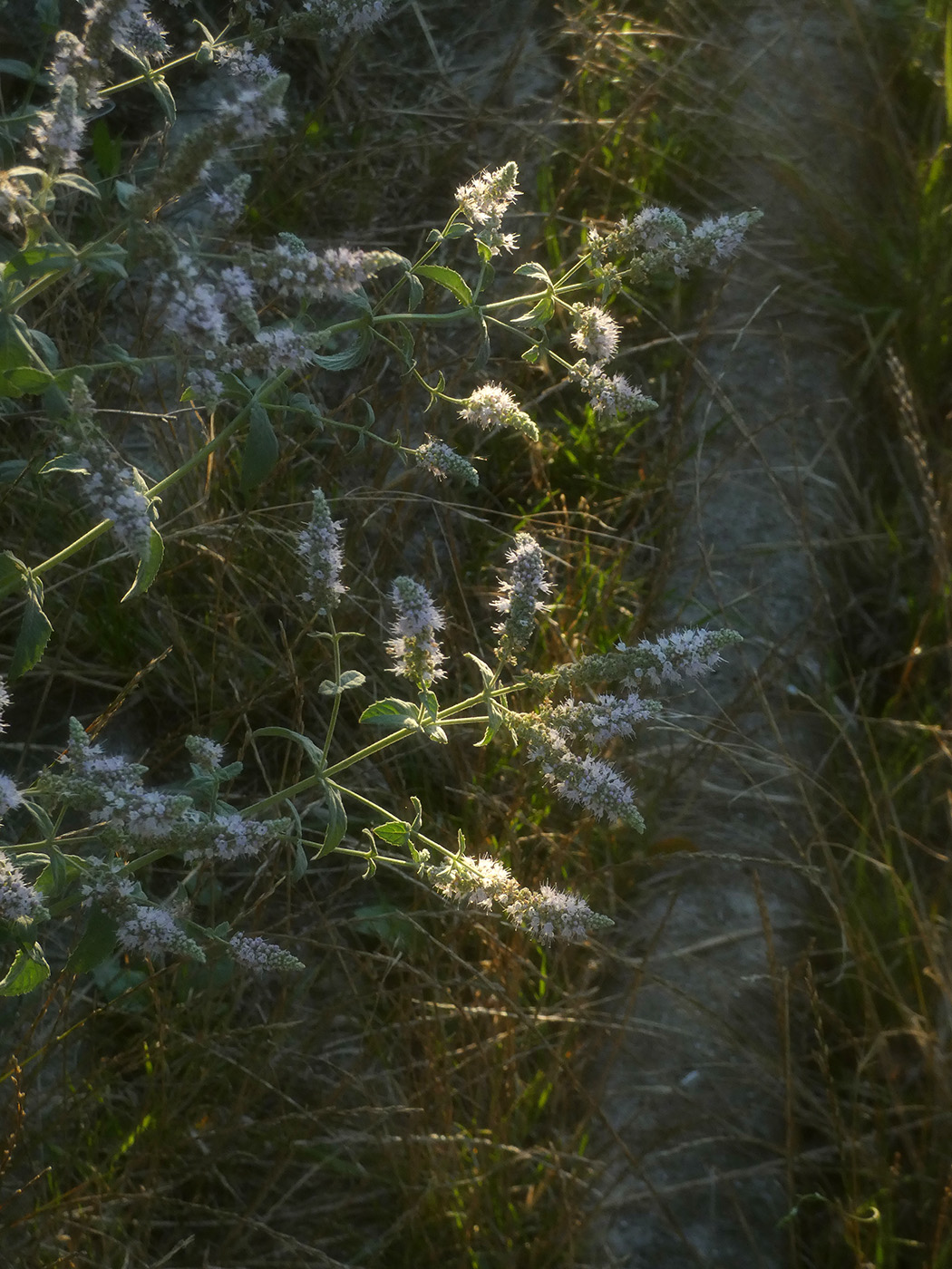 Изображение особи Mentha longifolia.