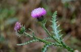 genus Carduus. Верхушка веточки с соцветием. Грузия, г. Тбилиси, сухой склон, окраина зарослей кустарников. 10.06.2023.