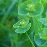 Euphorbia borodinii