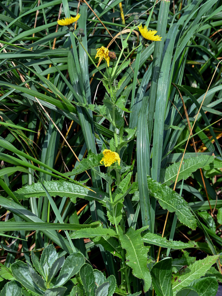 Изображение особи Sonchus arvensis.