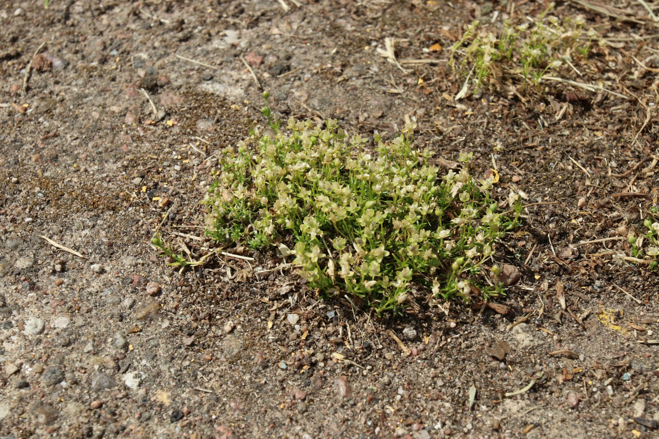 Image of Sagina procumbens specimen.