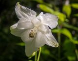 Aquilegia vulgaris