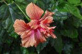 Hibiscus rosa-sinensis. Цветок (махровая форма) в каплях дождя. Израиль, г. Яффо, в культуре. 11.01.2024.