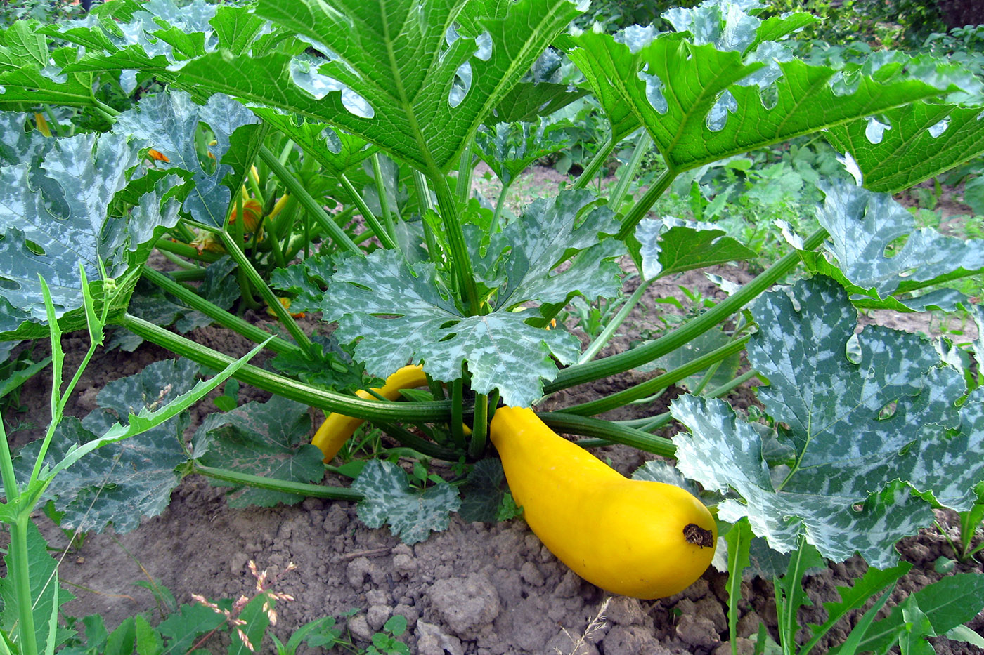 Image of Cucurbita pepo specimen.
