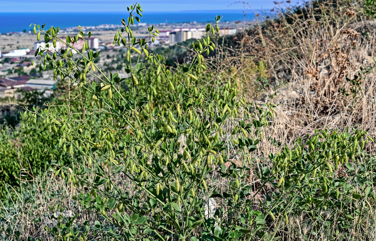 Image of Zygophyllum fabago specimen.