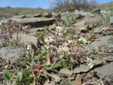 Erophila verna