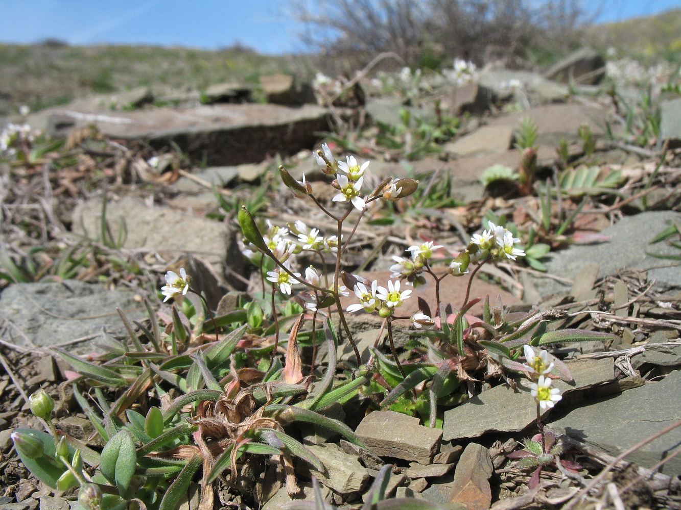 Image of Erophila verna specimen.