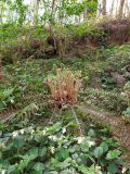 Polystichum braunii. Разворачивающиеся и прошлогодние вайи (рядом цветёт Symphytum grandiflorum). Краснодарский край, г/о Сочи, Хостинский р-н, гора Бытха, восточный склон, широколиственный лес. 02.04.2024.