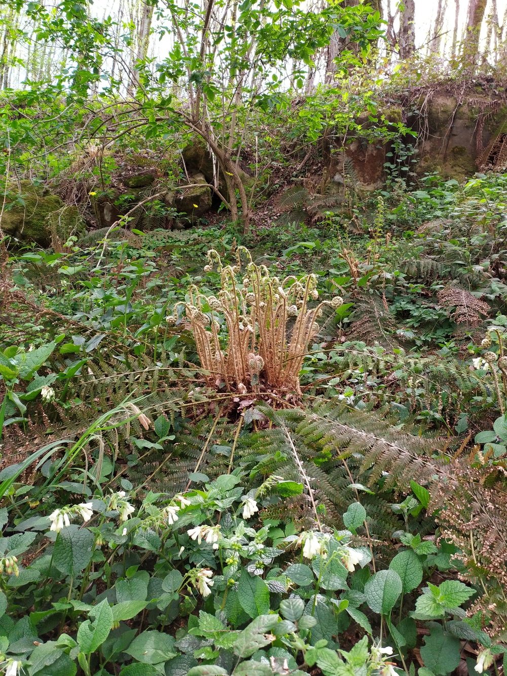 Изображение особи Polystichum braunii.