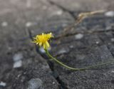 Leontodon подвид hastilis