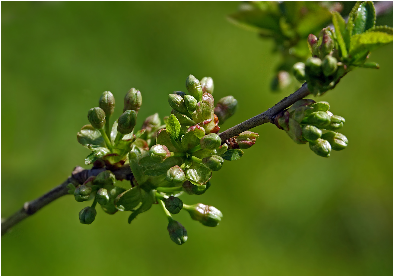 Изображение особи Cerasus vulgaris.