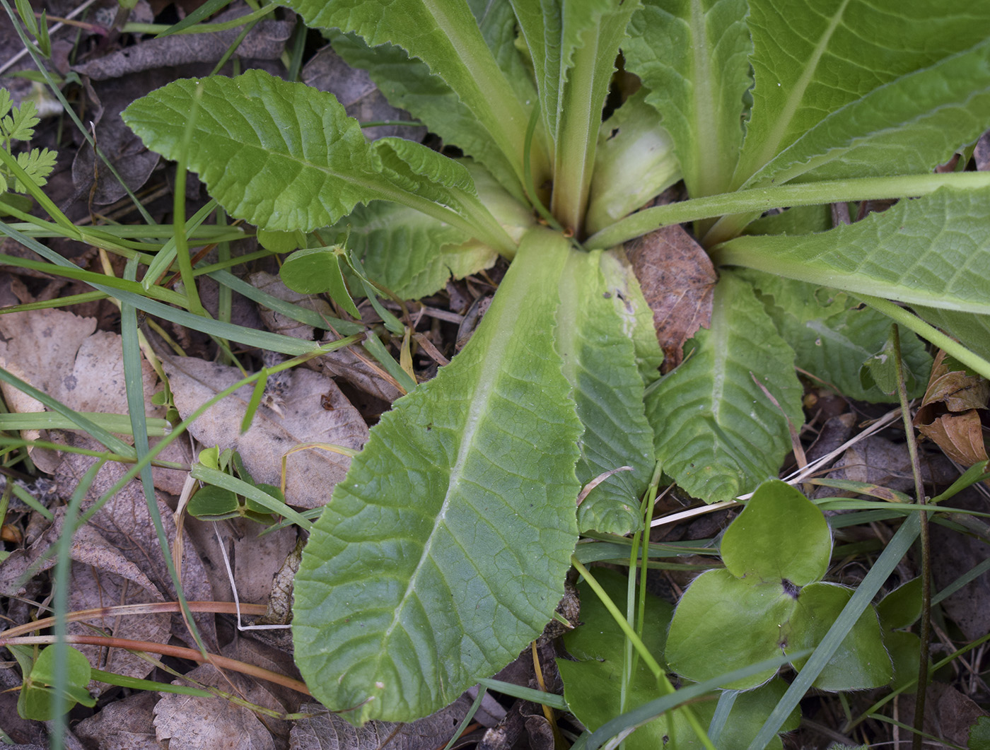 Изображение особи Primula intricata.