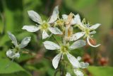 Amelanchier canadensis
