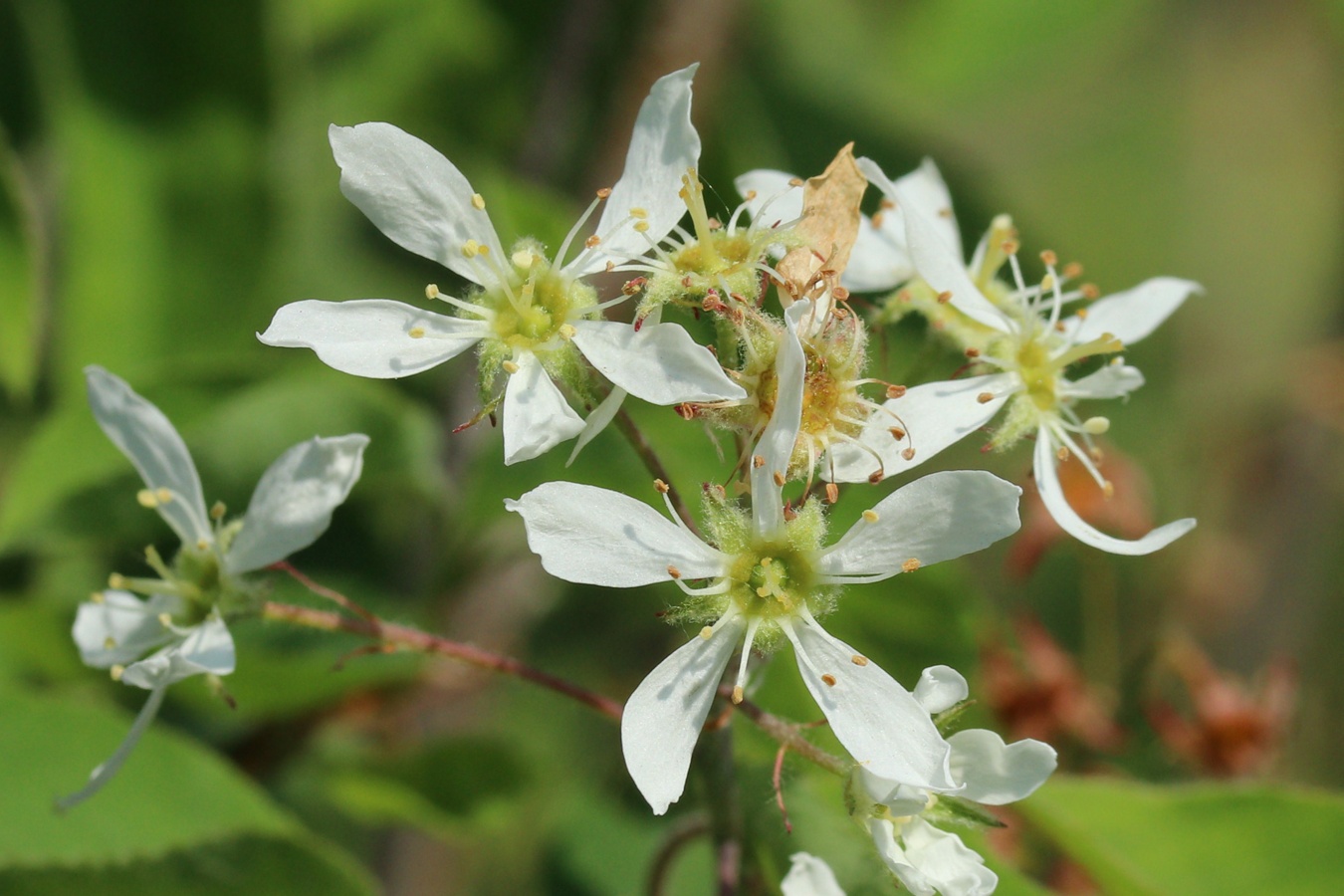 Изображение особи Amelanchier canadensis.