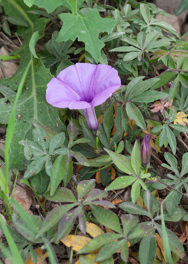 Изображение особи Ipomoea cairica.