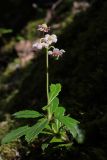 Chimaphila umbellata