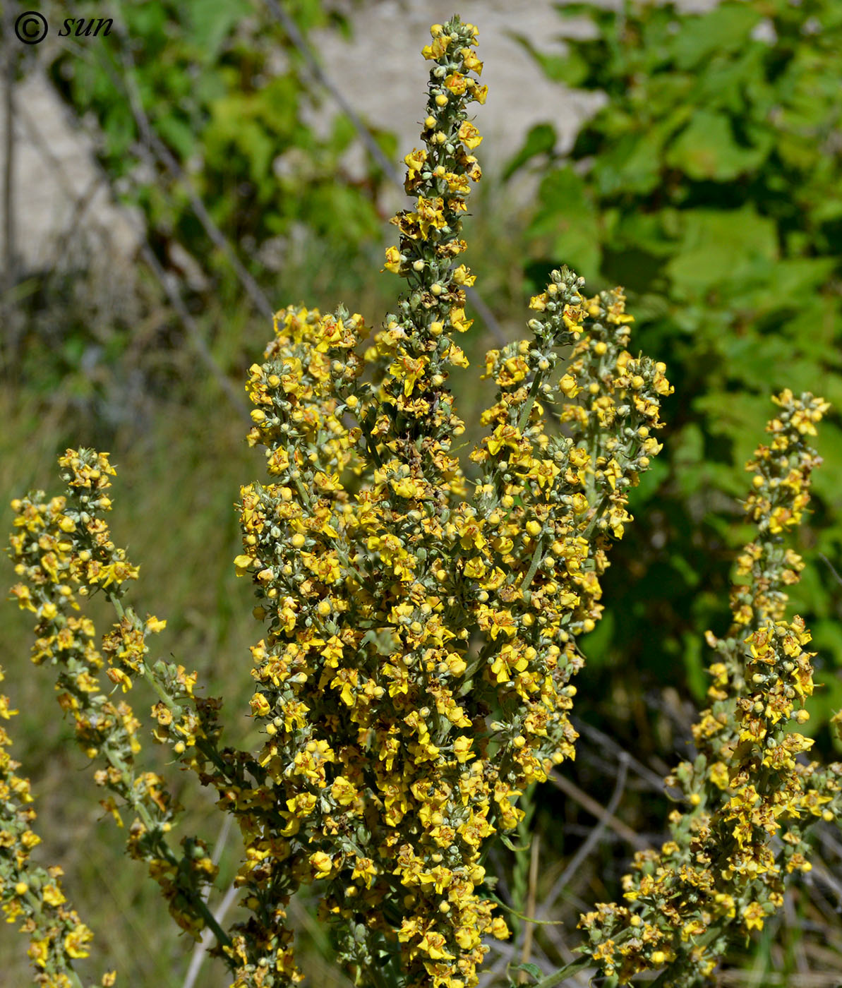 Image of Verbascum lychnitis specimen.