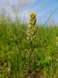 Alyssum turkestanicum var. desertorum