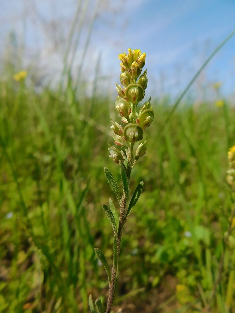 Image of Alyssum turkestanicum var. desertorum specimen.