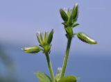 Cerastium holosteoides