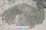Acantholimon diapensioides