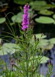 Lythrum salicaria. Верхушка растения с цветущим и развивающимися соцветиями. Вологодская обл., Кирилловский р-н, побережье оз. Ильинское, у воды. 12.07.2024.