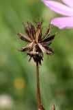 Cosmos bipinnatus