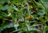 Bidens cernua