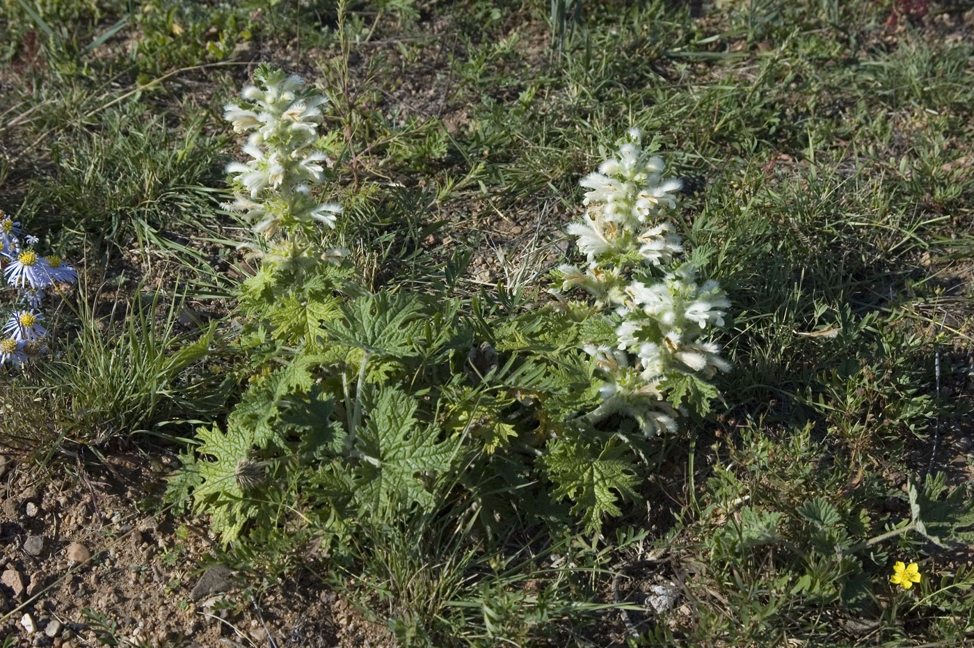 Image of Panzerina lanata specimen.